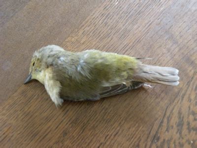 小鳥死在家裡